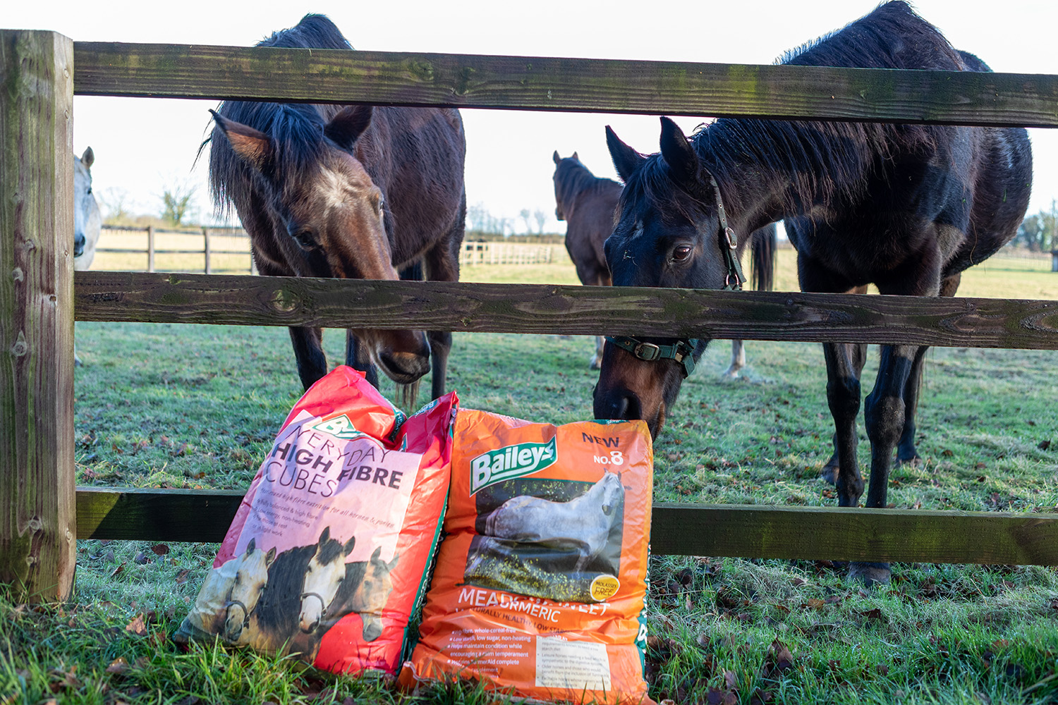 Horses’ recovery helped by Baileys Horse Feeds’ generous support