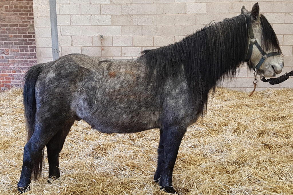 Steel grey pony stood in a bed of straw