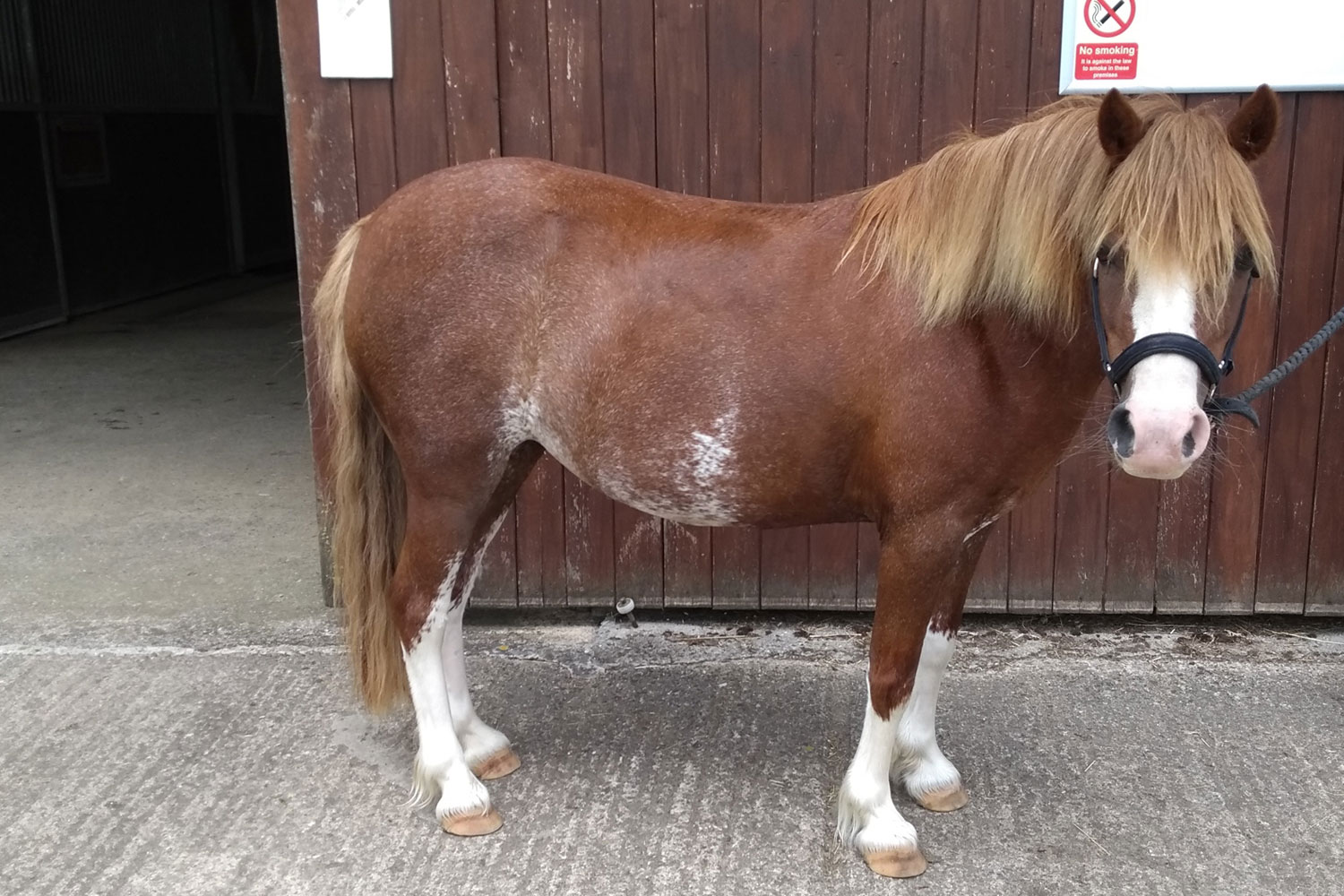 Meet pony Amelia at Badminton Horse Trials