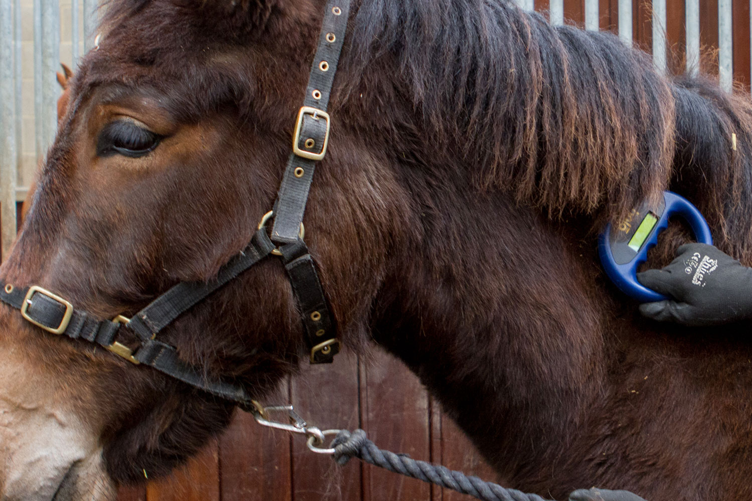 Equine ID and traceability