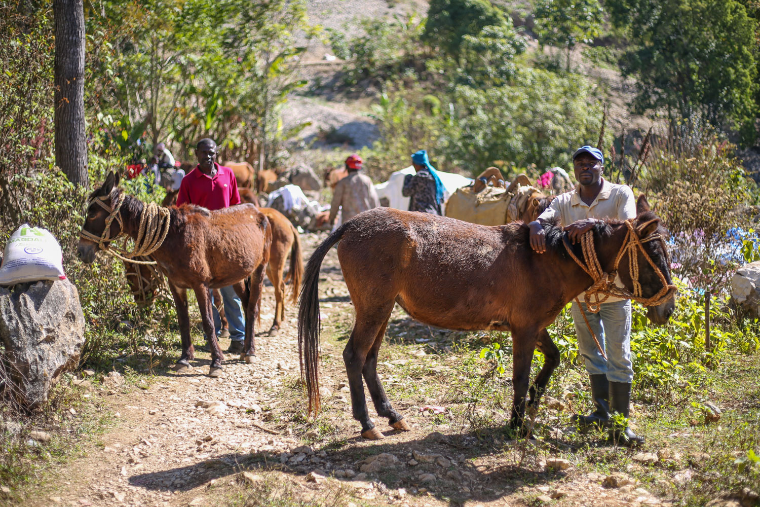 Work and production horses