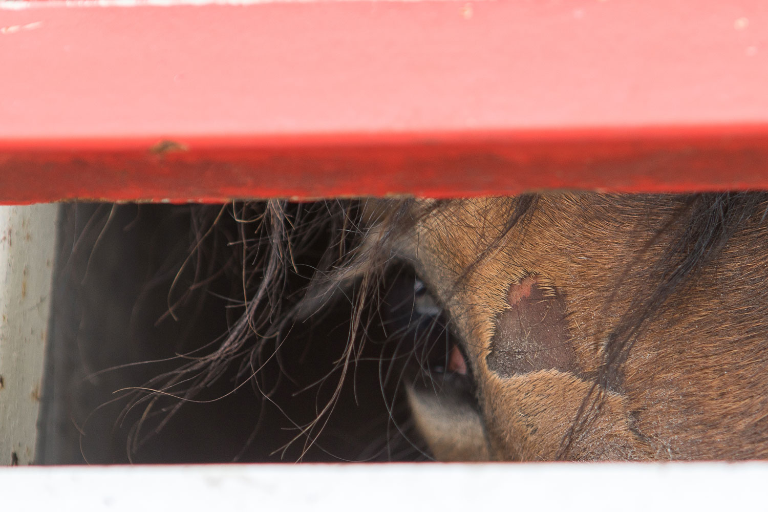 ‘Once-in-a-generation’ chance for horse welfare across Europe