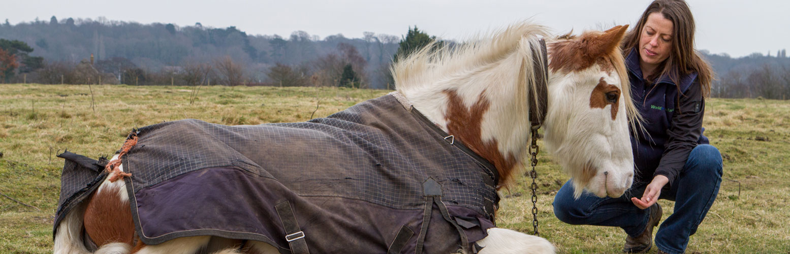 our-impact-on-horses-in-need-letterbox