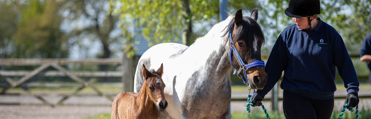 Horse-human-partnership-letterbox