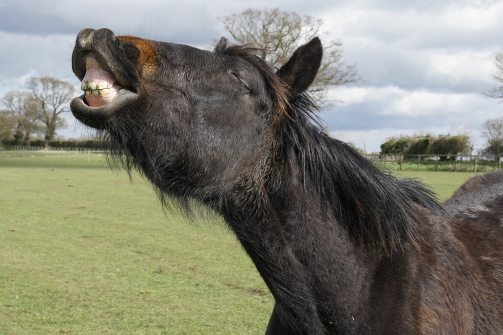 Dark bay horse curling his top lip