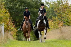 brown horse and a member of the worlds horse welfare