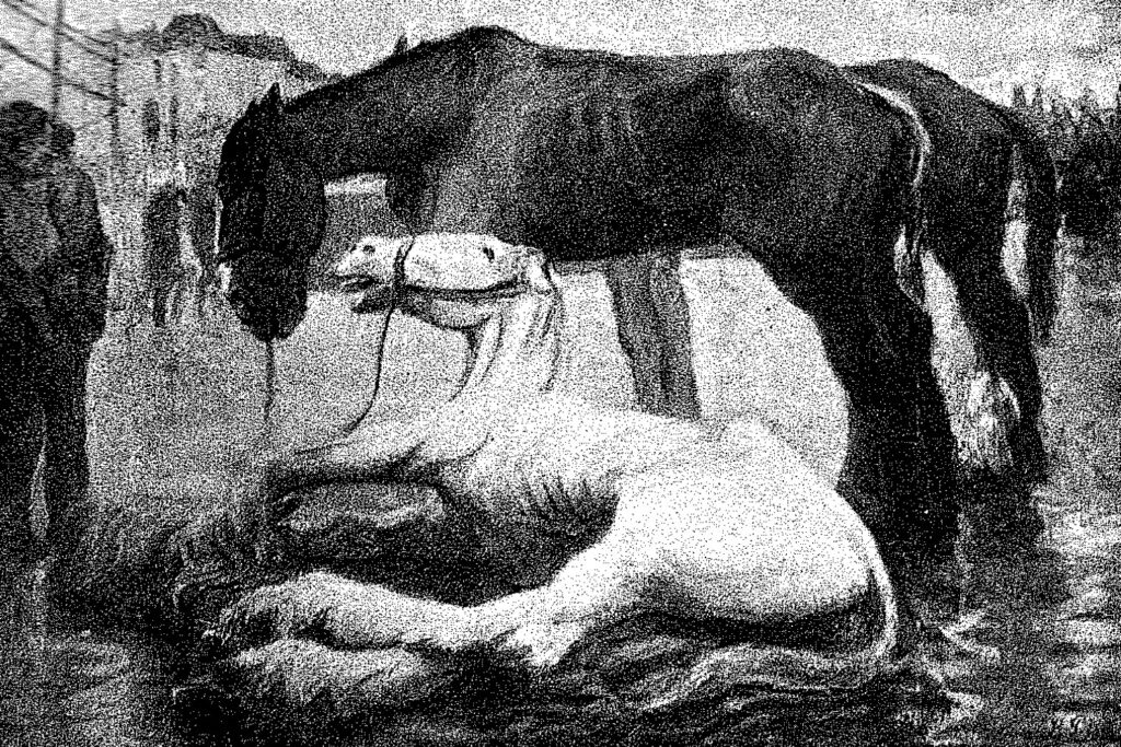 Old black and white image of collapsed grey horse lying next to a black horse with a dropped head