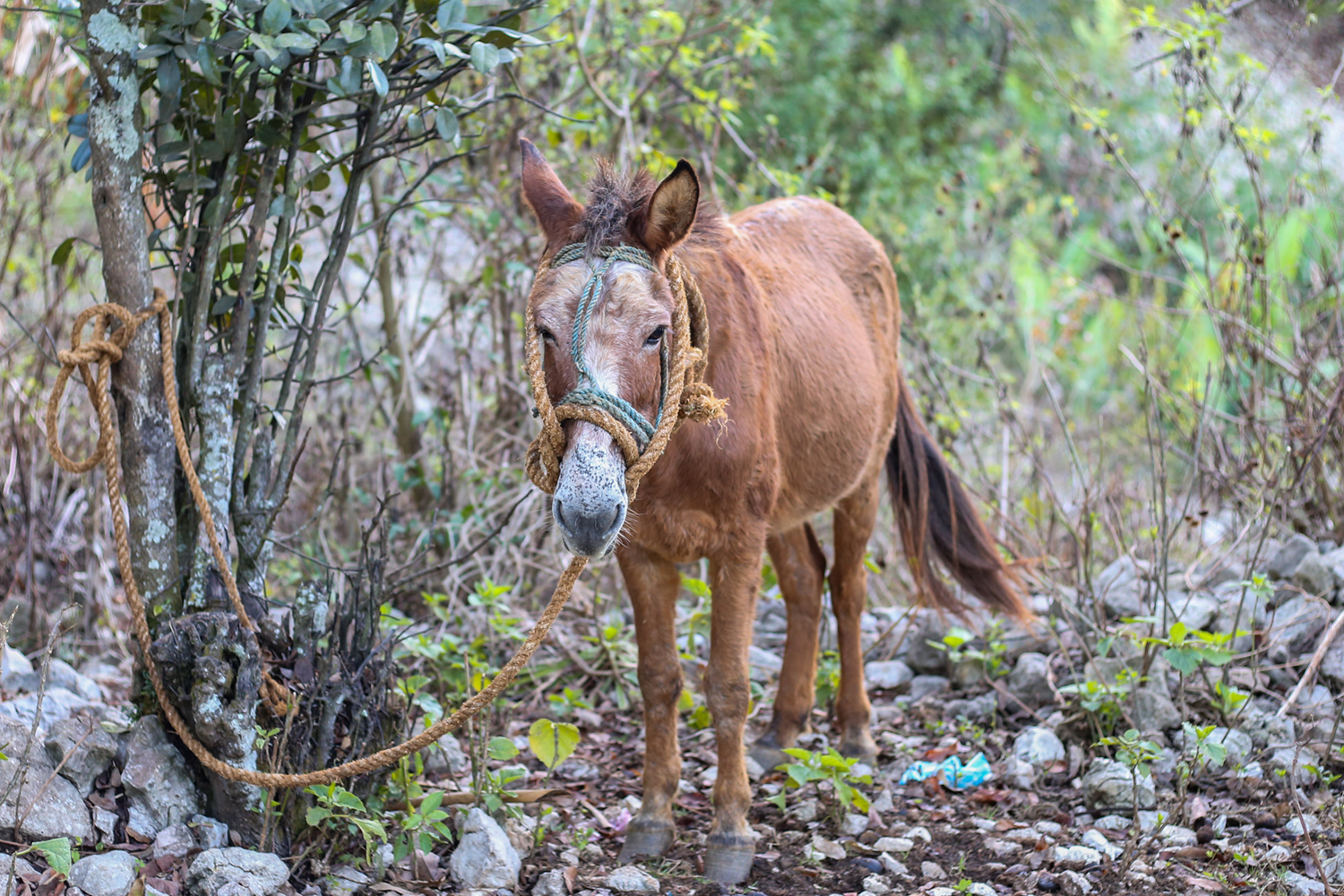 Helping horses globally during Covid