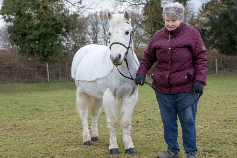 Rehome a Horse - World Horse Welfare