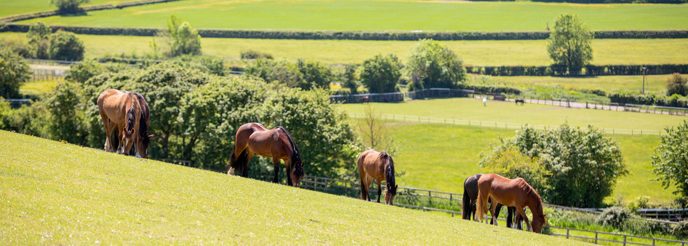 Header - Are you struggling to care for your horses?