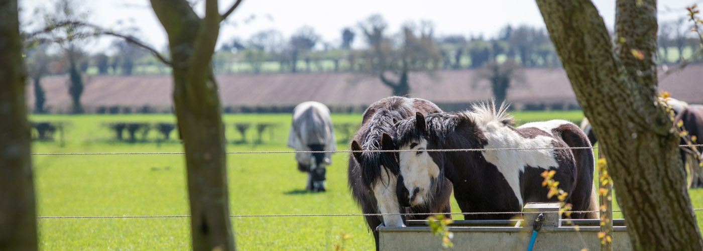 Header - Is a client struggling to care for their horses?