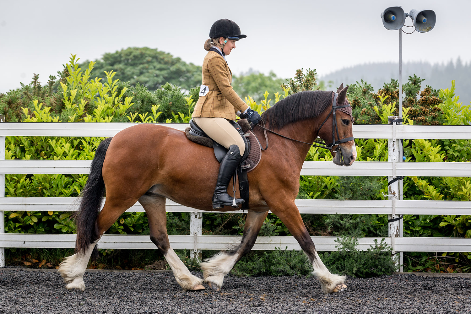 Belwade Farm Showing show