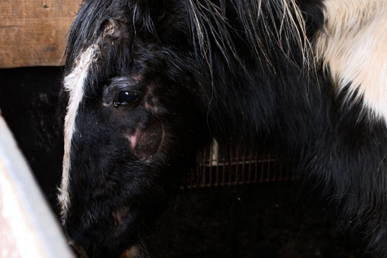 Neglected piebald cob with long matted coat