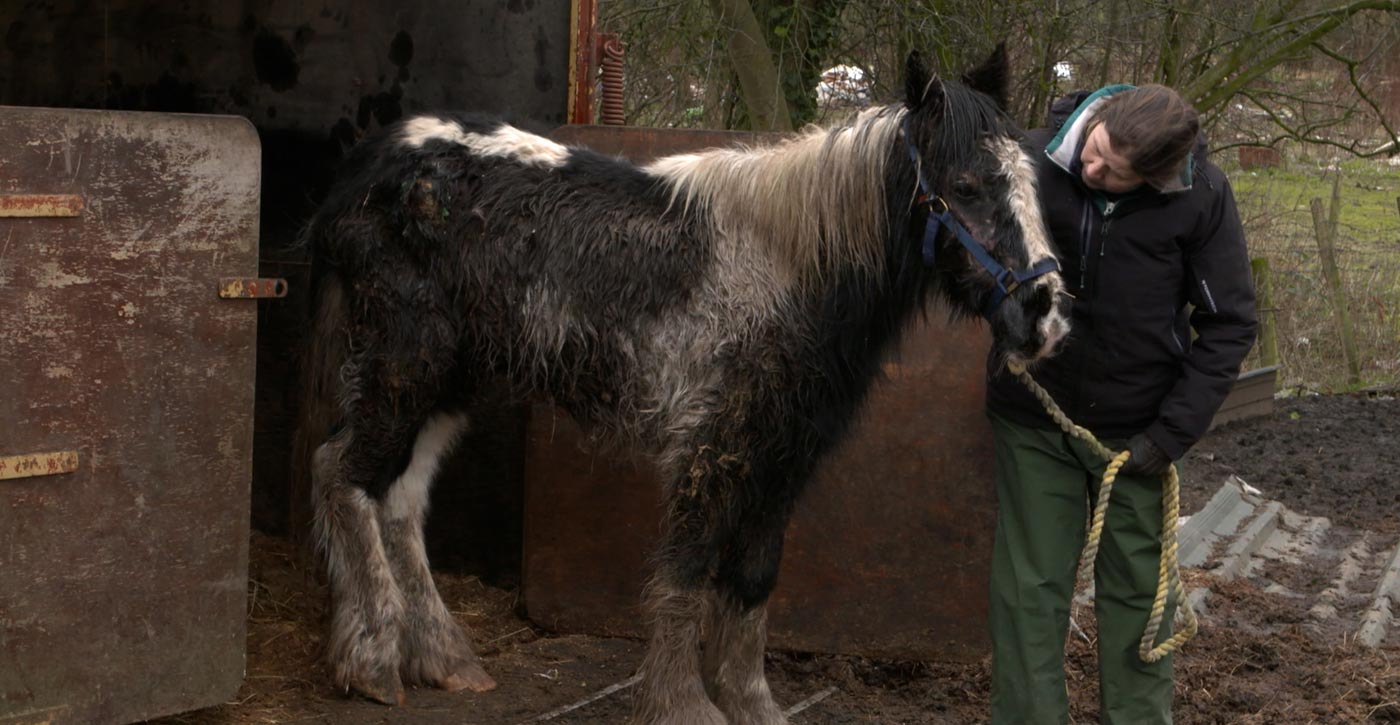 Help neglected horses like Barney