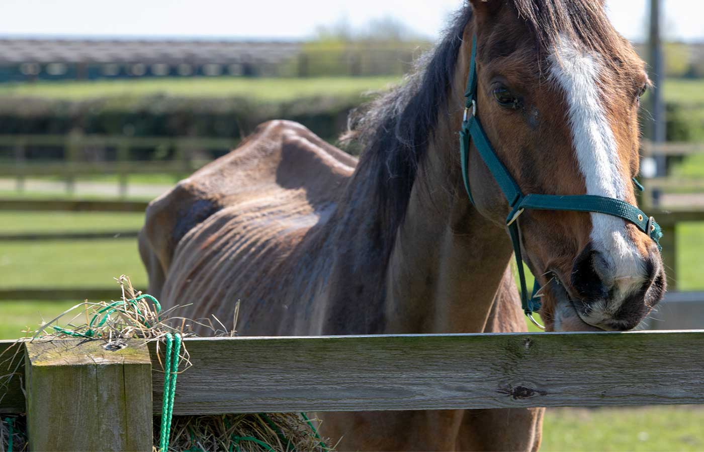 Very thin chestnut horse with white blaze standing by a haynet tied to a fence.