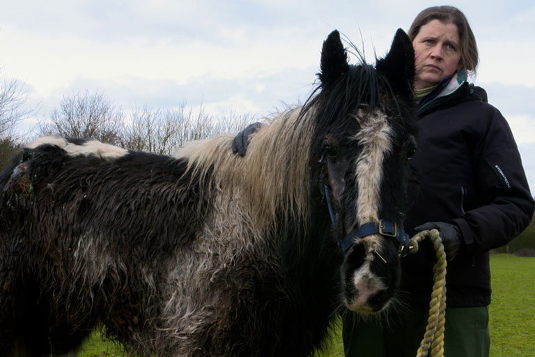 Neglected piebald pony being rescued by World Horse Welfare Field Officer