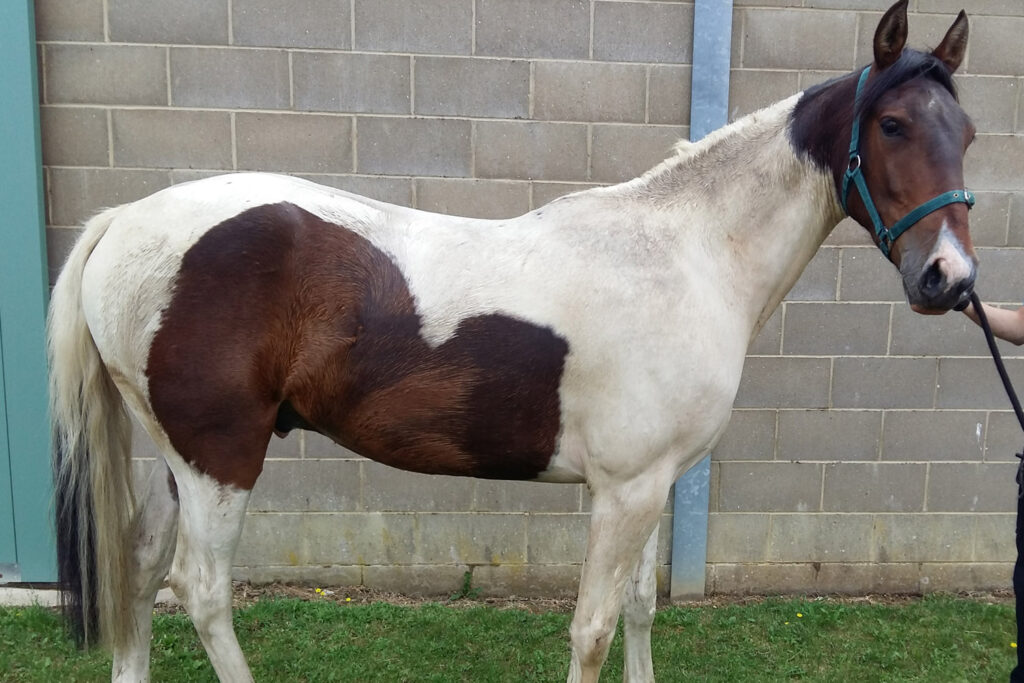 Skewbald horse stood in front of barn