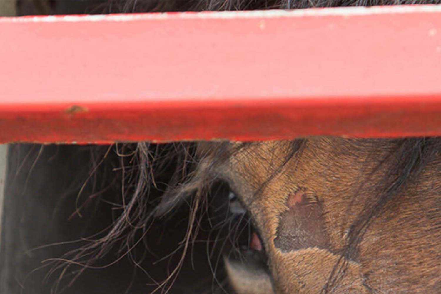 Welcome recommendations to improve welfare in international horse transport law.