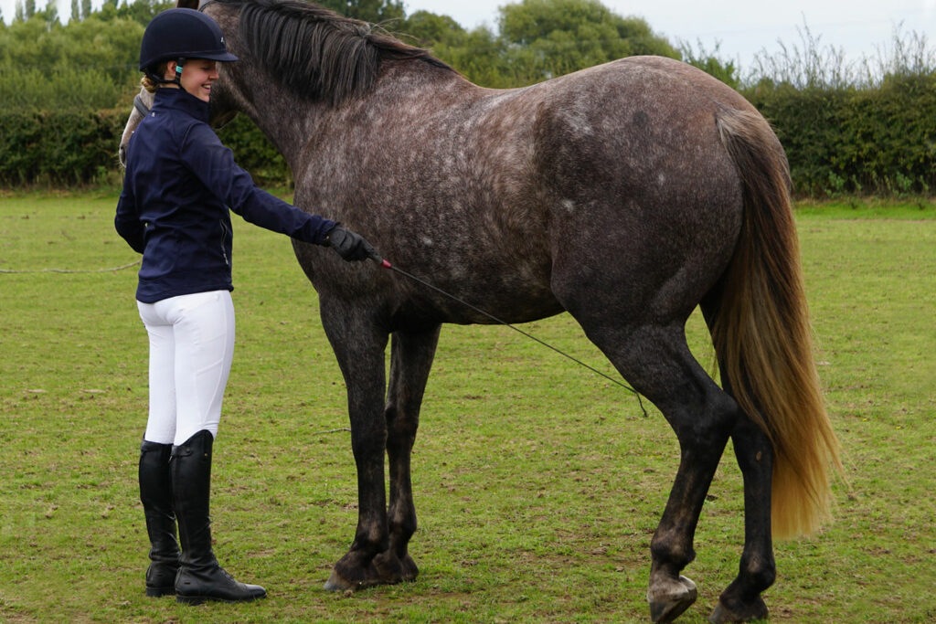 Grey horse being trained by handler using dressage whip to 'tickle' the near side hind leg