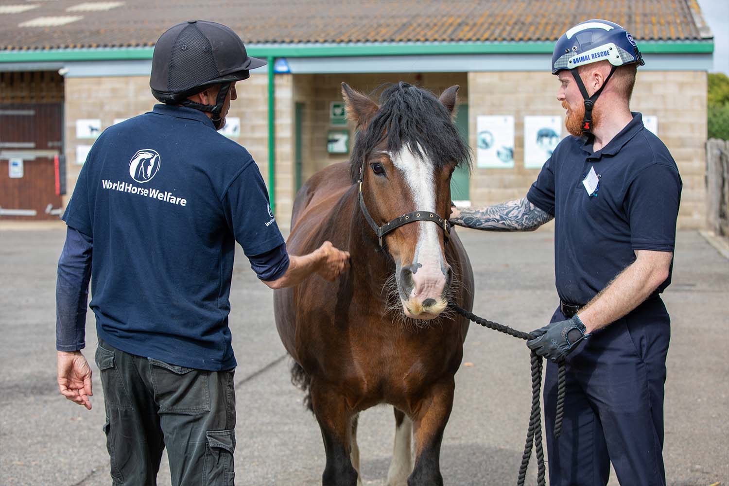 Charities combine strength for the benefit of horse welfare