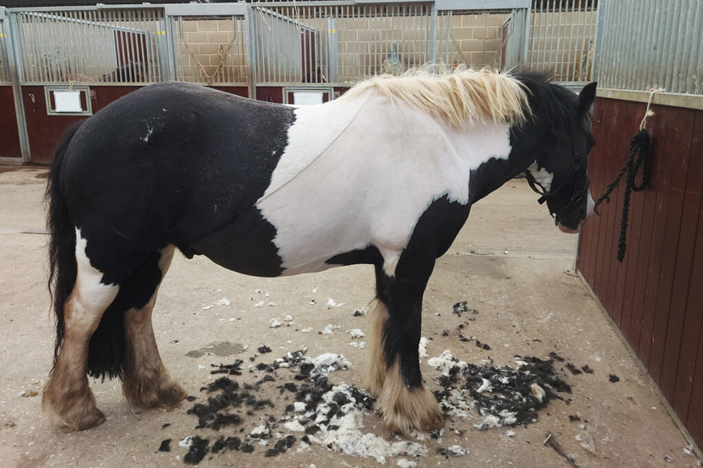 Clipped piebald pony