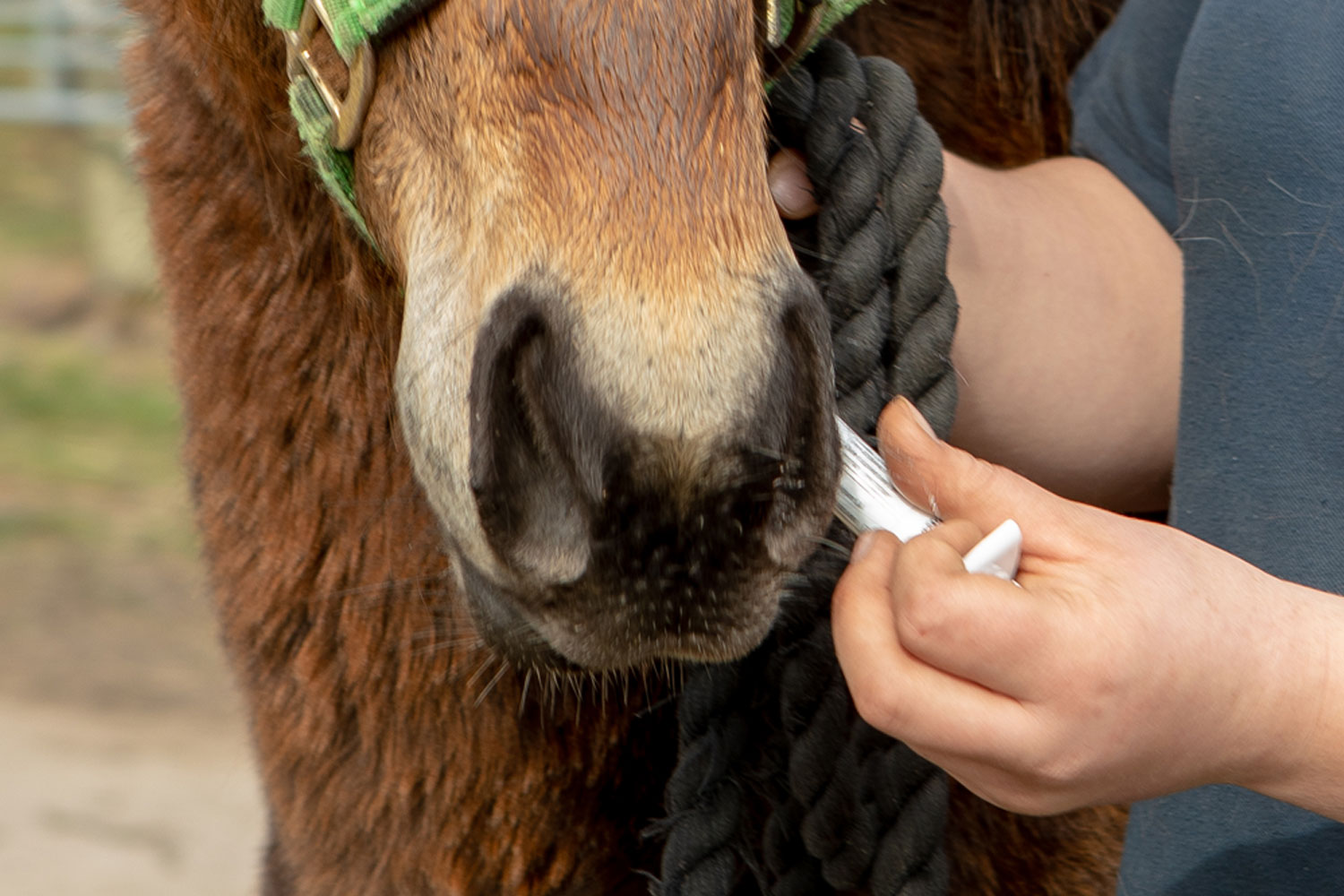 De-worming and providing oral medication stress-free
