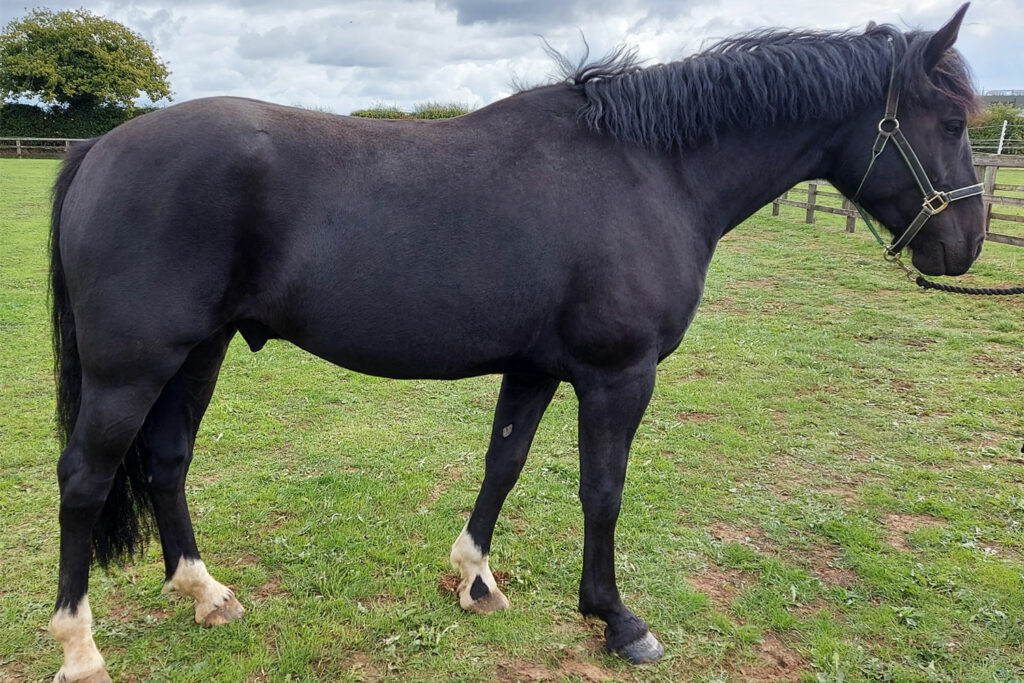 Black horse stood in grassy field