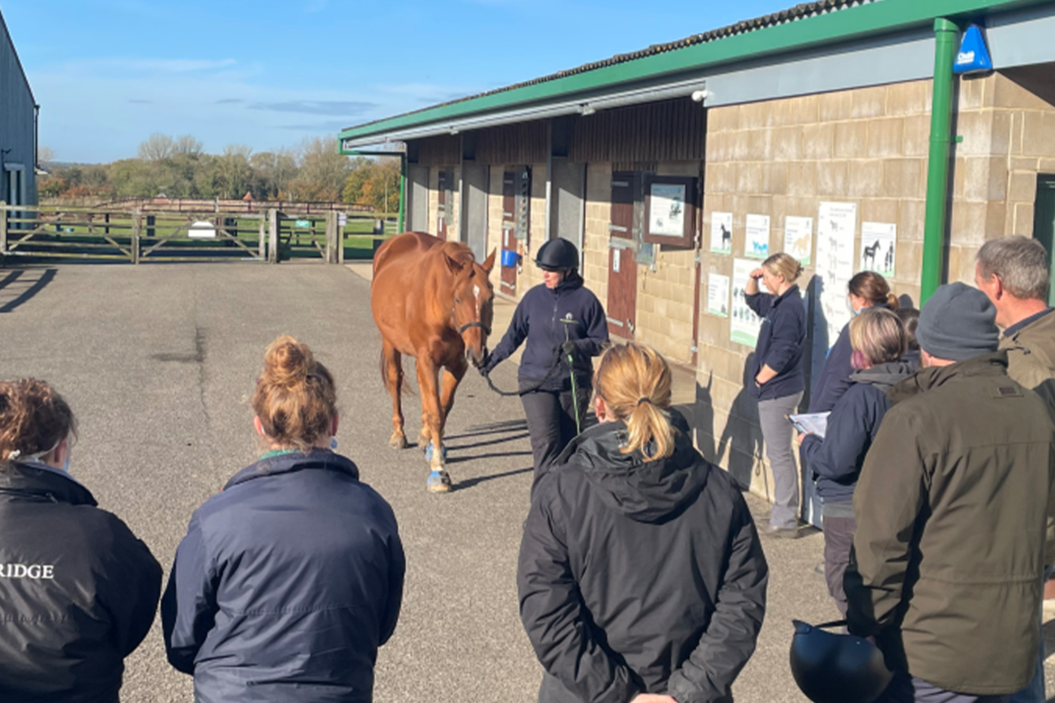 Myth busting: Is my horse being a pain or in pain?