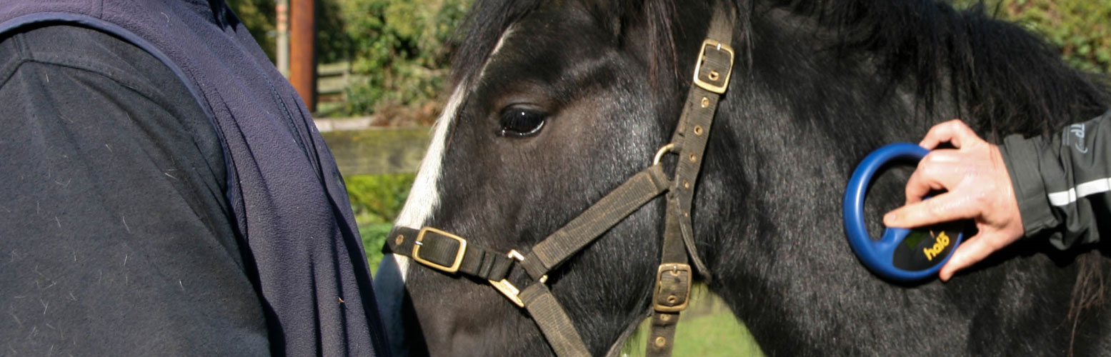 Two horses in a field