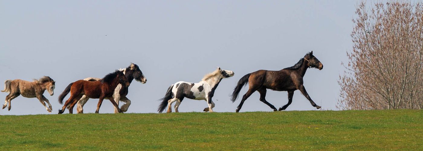 helping-horse-owners