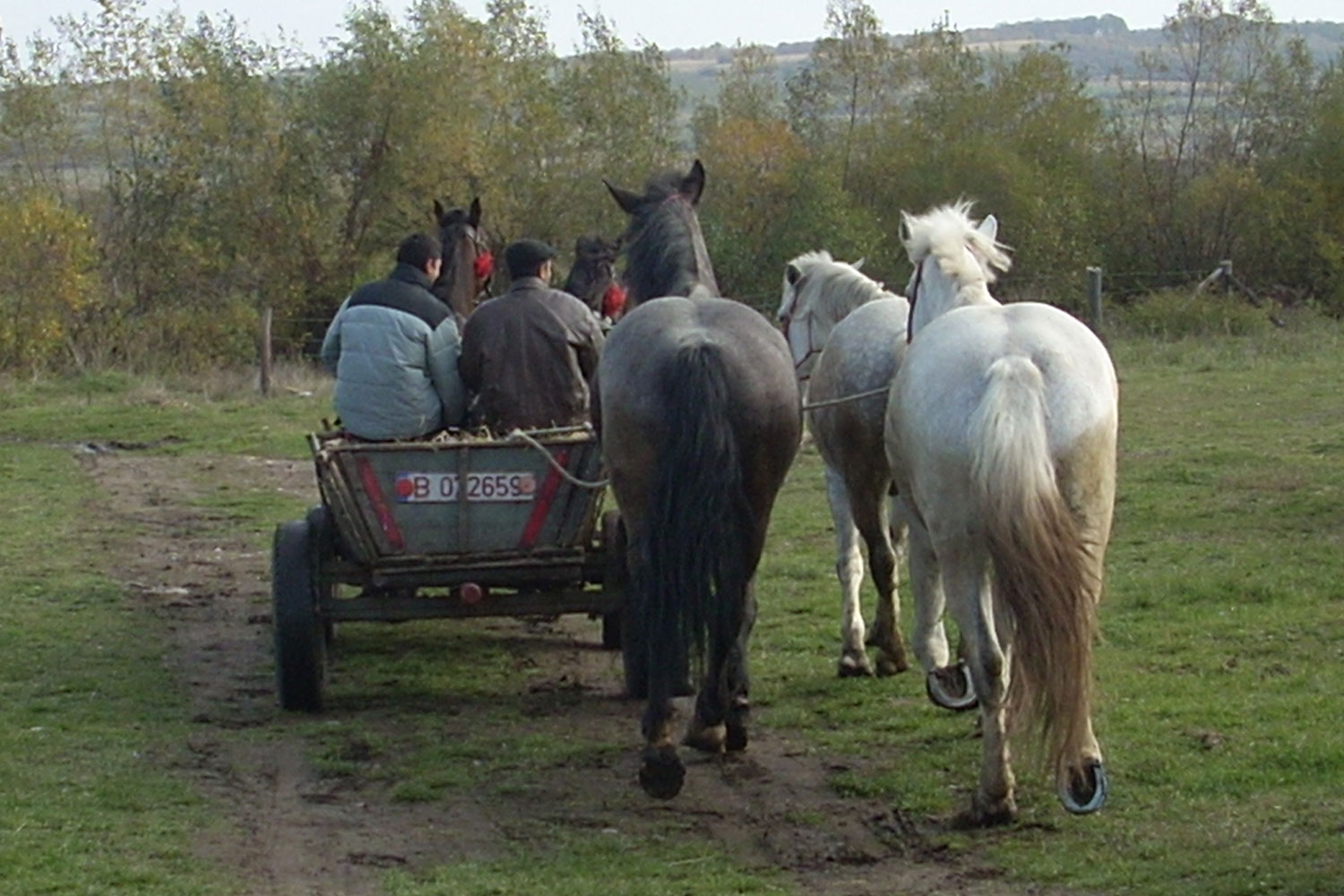 Working equids in the European Union