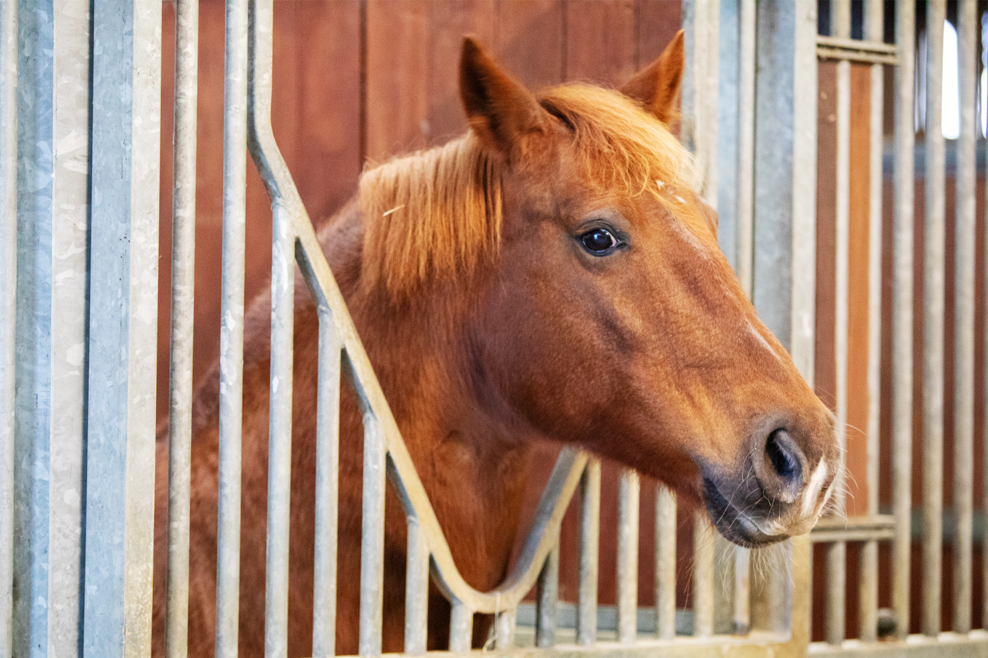 Equine behaviour and wellbeing through management: webinar 