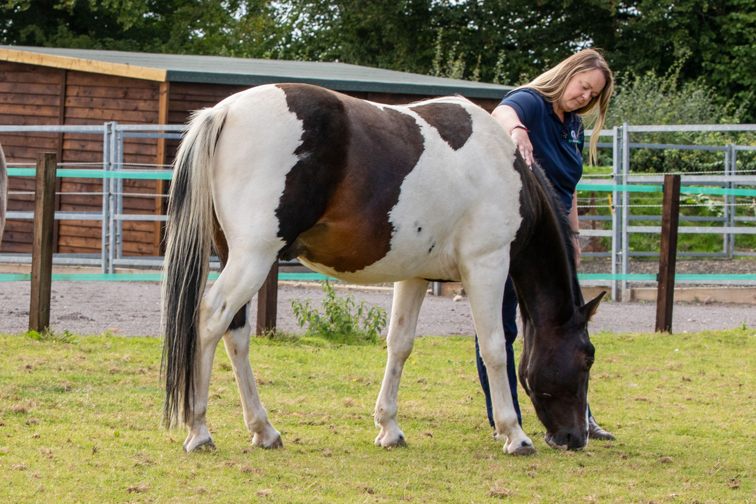 End of life: a decision most horse owners dread, but how do you