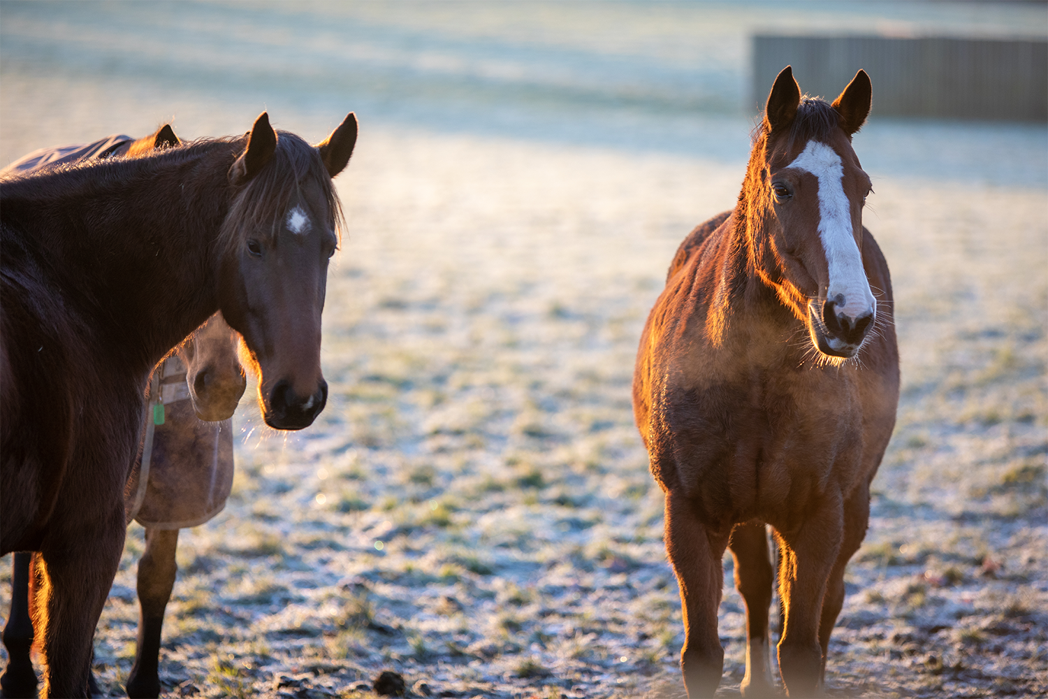 Coughing and hacking Exploring equine respiratory issues World Horse