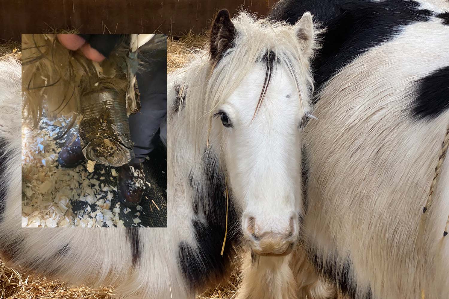 Disbelief at what was on rescued foal’s foot