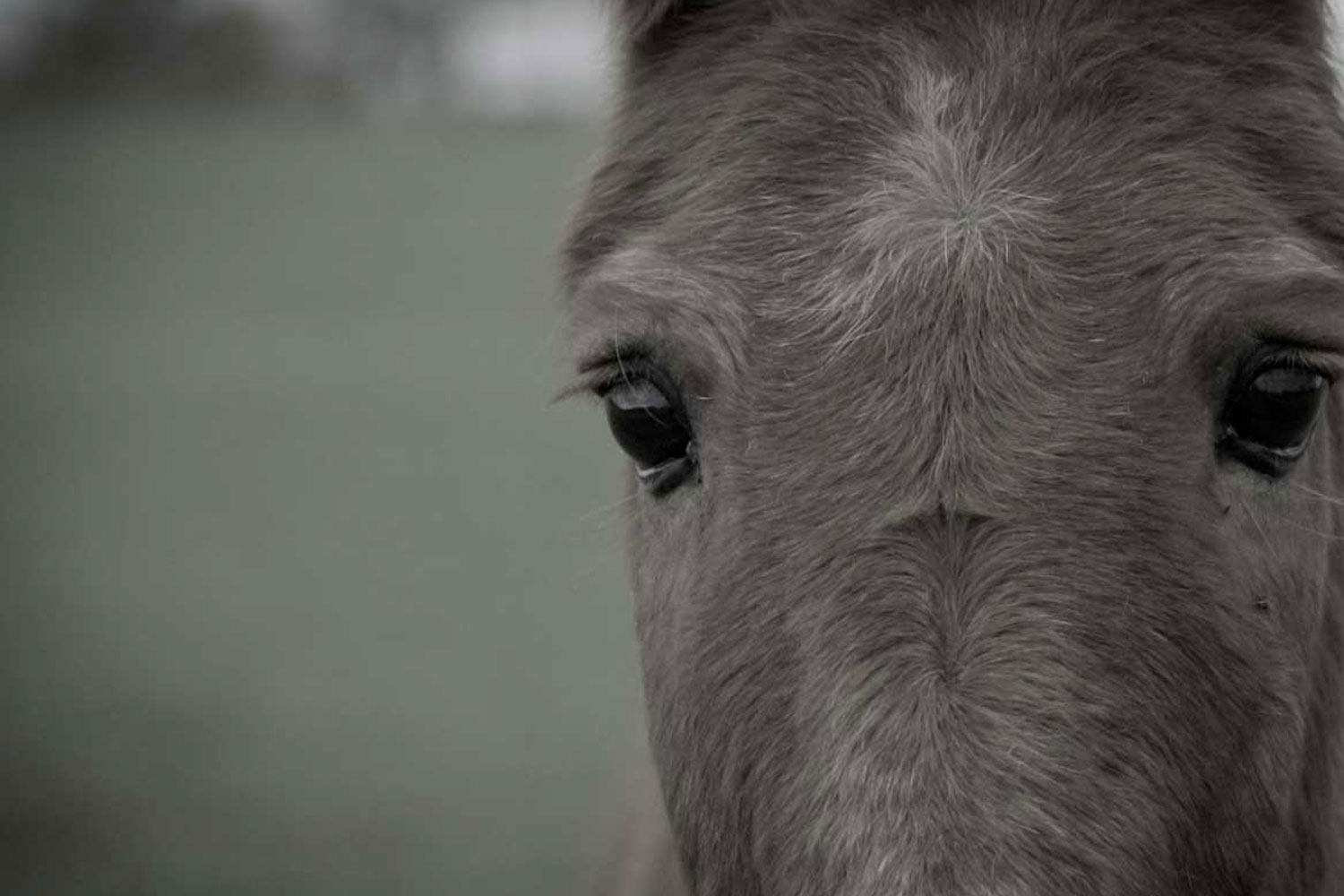 Ban live exports to slaughter