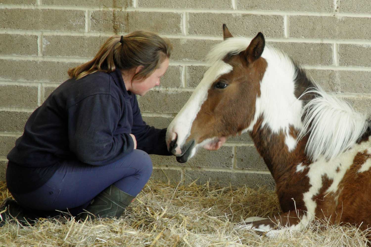 Foal abuser sentenced after shocking cruelty case