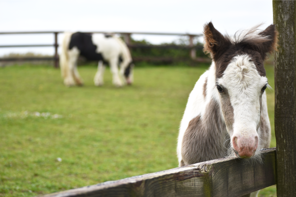 Skewbald foal looking through post and rail fence with his mother grazing behind