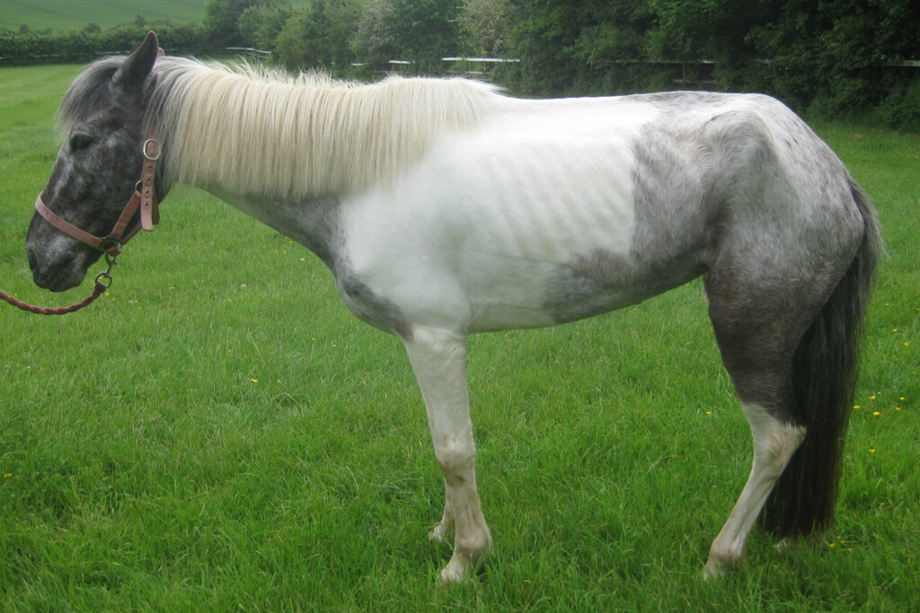 Emaciated skewbald pony stood in typical Grass Sickness posture