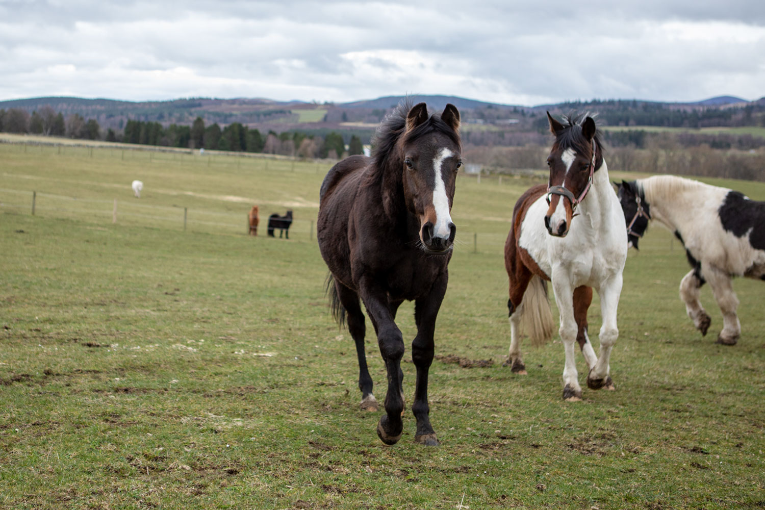 The 5 Domains Of Animal Welfare - World Horse Welfare