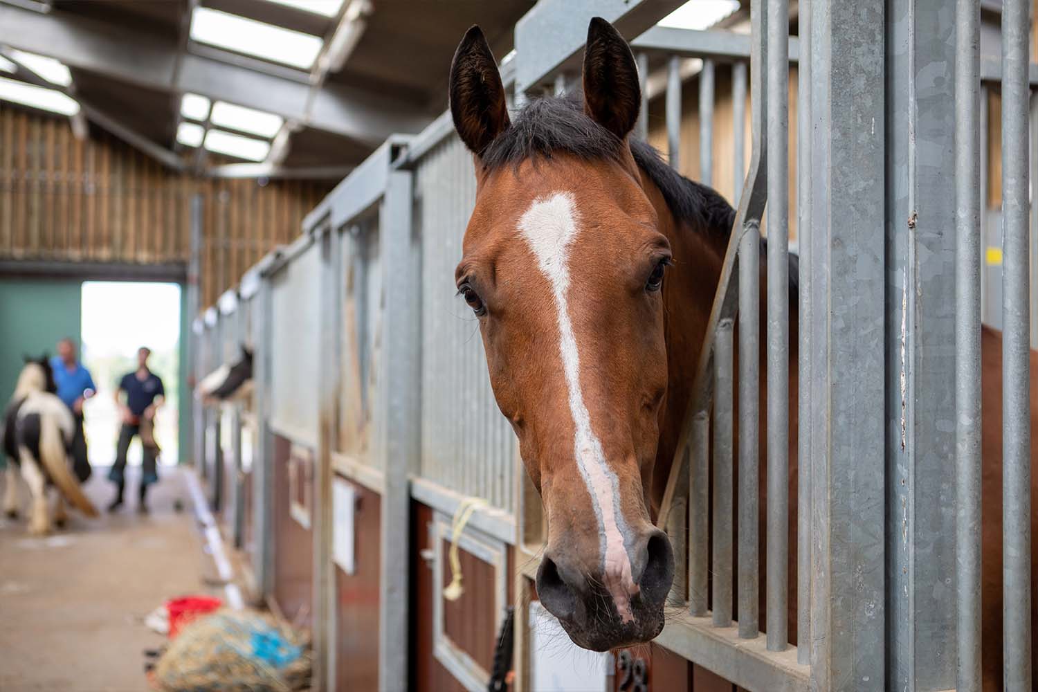 Horse care firm Carr & Day & Martin announce corporate partnership with World Horse Welfare