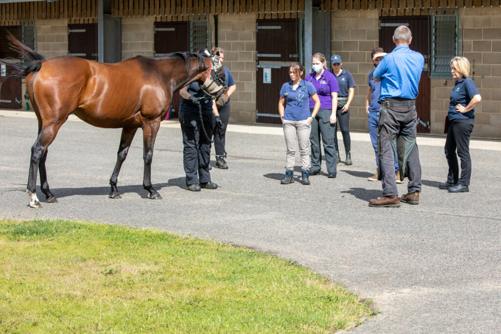 A vet and a farrier discussing a bay thoroughbred horse with two vet students and three members of the yard staff in front of a stable yard