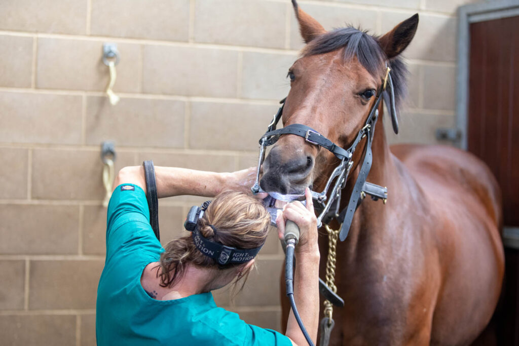 An equine dentist wearing a head torch and using an electric rasp in a bay horses mouth which is held open using a speculum