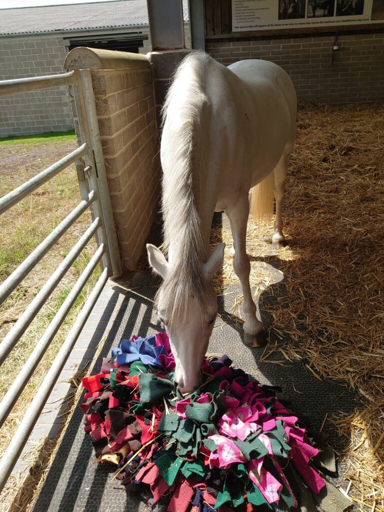 A grey pony nuzzling a snuffle mat, made of strips of fabric which can be used to hide treats in