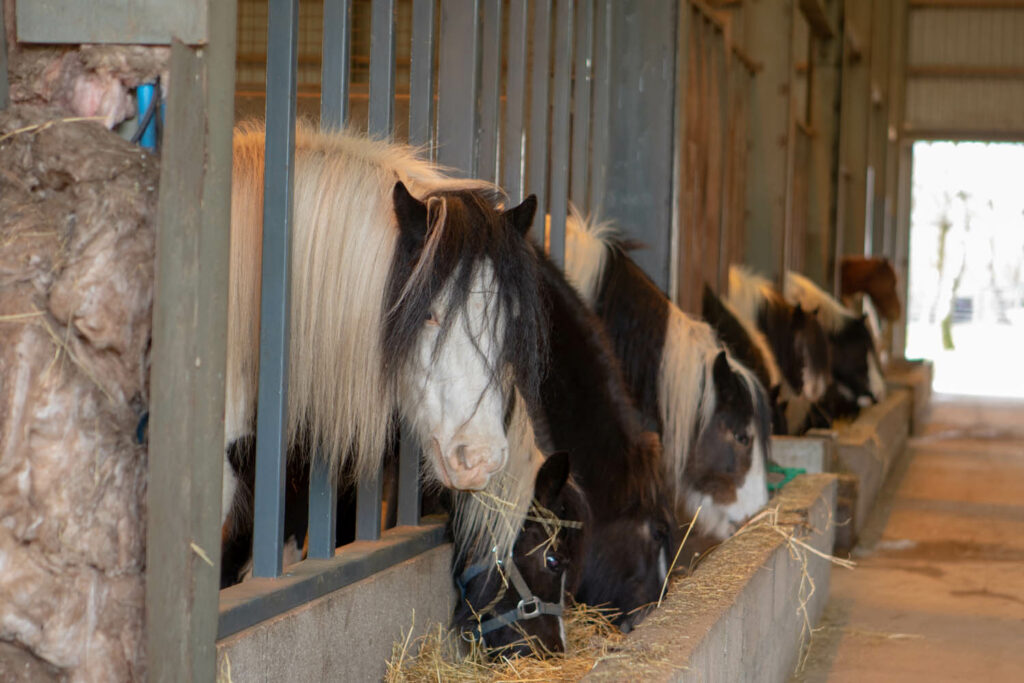 Eight piebald horses eating out of a communal hay trough in an indoor barn with bars in front of the trough so each horse has their own space