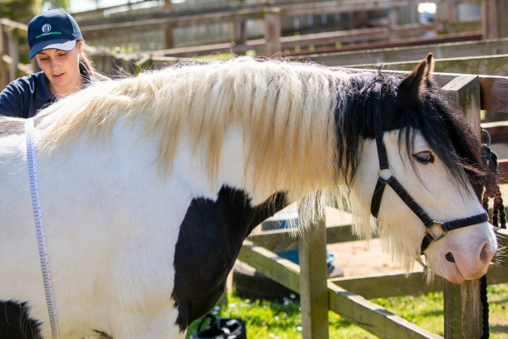 A piebald horse being weighed by a groom using a weigh tape that sits around the wither and girth areas providing a measurement in kilograms