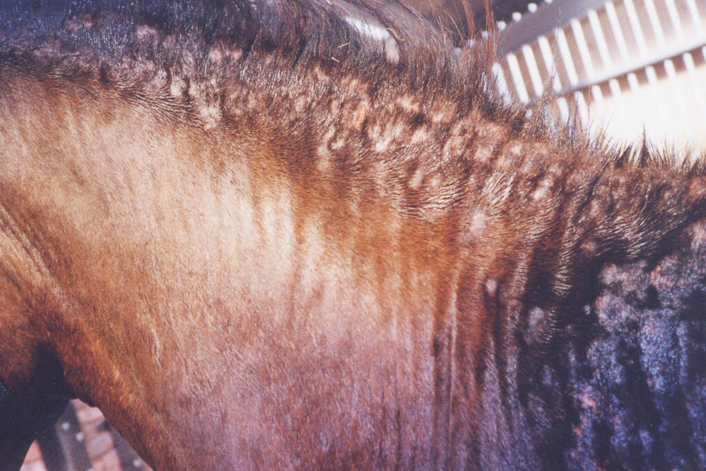 A horse's neck that has been rubbed causing sores and bald patches due to itching caused by being bitten by biting insects