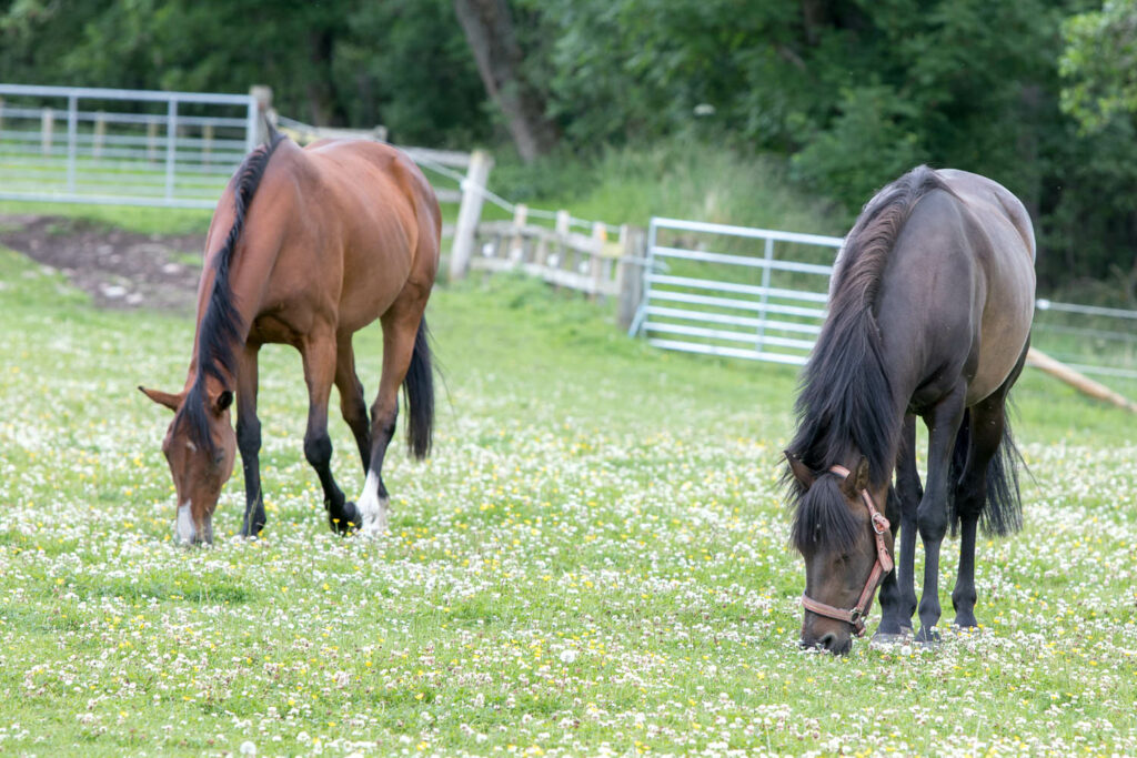 Two bay horses grazing in a field, one is wearing a red faded headcollar, there are two gates and trees in the background