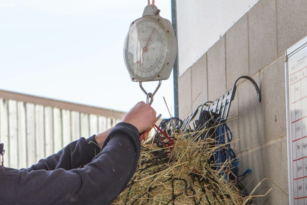 A groom weighing a black wide holed hay net on hanging scales in a barn