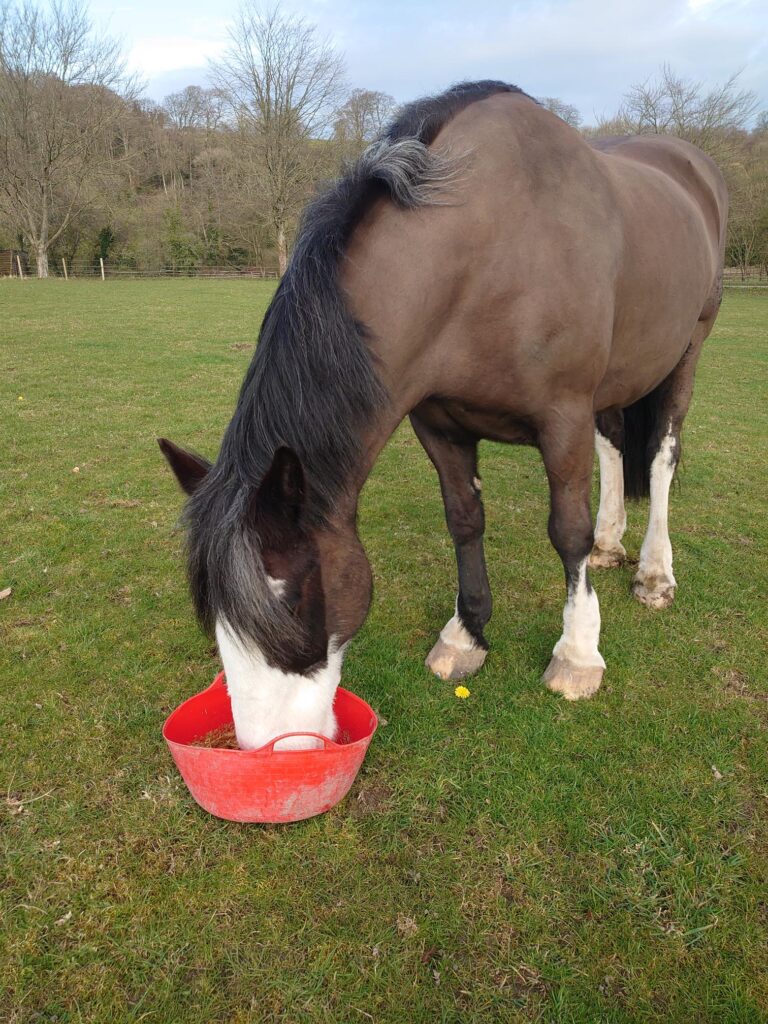 A black and white horse eating food out of a red feed bucket in a field with trees in the background